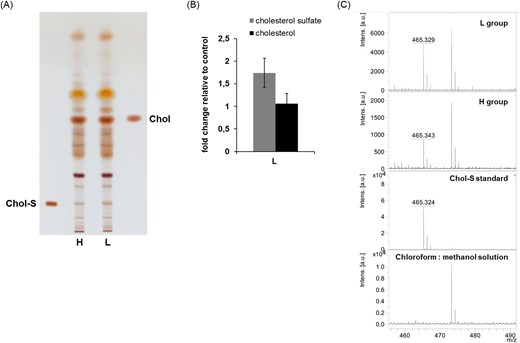 Analysis of cholesterol sulfate and cholesterol in mice feces lipid extracts. (A)—representative TLC analysis of lipid profile of short-lived individuals (H) - left side, and long-lived individuals (L) - right side, (B)—graph shows the fold change in cholesterol sulfate and cholesterol signal of L group relative to H group. TLC plates were scanned at 475 nm using CAMAG TLC scanner and relative quantification was performed using the WinCat software. Values represent the averages of five experiments ± SD. Abbreviations: Chol-S—cholesterol sulfate, Chol—cholesterol. (C)—Confirmation of cholesterol sulfate by negative ion mode MALDI-TOF/MS analysis. Lipid extracts from H and L groups were separated by TLC and lipid spots corresponding to cholesterol sulfate were scraped from silica gel plate. Lipids were extracted from silica with chloroform:methanol (2:1) and then analysed by MALDI-TOF/MS as described in the section “Material and methods.”