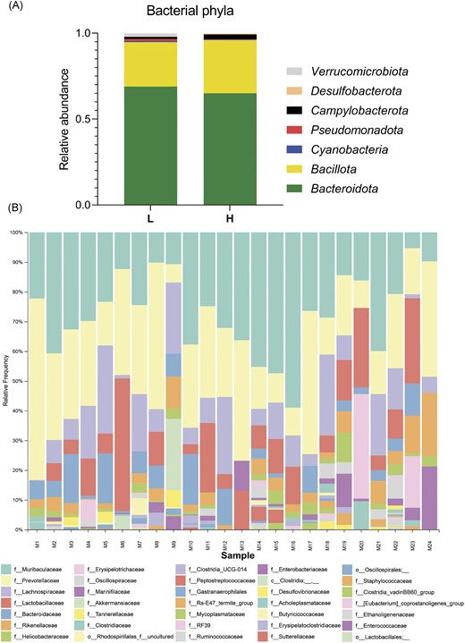 Prevotellaceae and Bacteroidaceae dominaed in long lived mice. (A)—Relative abundance of bacterial phyla detected in the gut microbiome of light (L) and heavy (H) mice group. (B)—Graphical visualization of bacterial composition represented by OTUs of gut microbiome at family level; 1–6—L males; 7–12—L females; 12–18—H males; and 19–24—H females.
