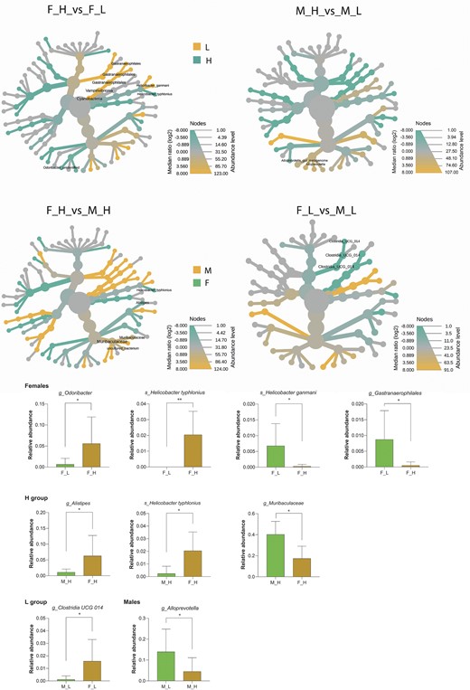 Sex-specific gut microbiome bacterial features within and between mice lines L and H. Significant (P ≤ .05) differences in gut microbiota composition at different taxonomical levels within the groups of heavy (F_H/M_H) and light (F_L/M_L) individuals between females (F) and males (M) and between L and H lines (F_H/F_L, M_H/M_L). Diferentially abundant bacteria were visualized using box-plots.