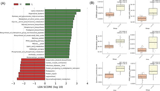 Involvement of gut microbiota in biological processes based on functional prediction. (A) Comparison of 16S rRNA-based functional prediction of heavy (H-group) and light (L-group) mice based on the partial 16S rRNA sequence (V4) analysis. Significant (P ≤ .01) differences in the relative abundance of bacterial taxa at different taxonomical levels are presented as log10FC (fold change). (B) The boxplots represent selected metabolic pathways.