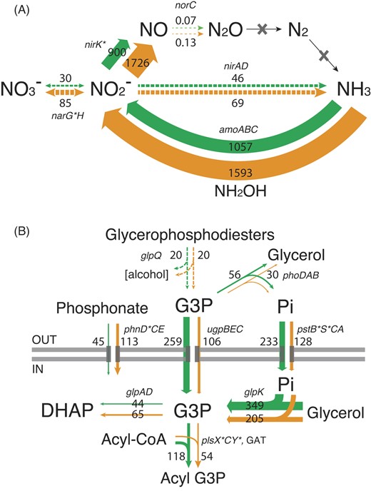(A) Nitrogen cycling and (B) phosphate assimilation system transcription in the subsurface soil microbial community. Average TPM measurements are provided for the dry plot samples (orange arrows) and wetted samples up to 7 h postwatering (green arrows). Asterisks indicate significant differentially transcribed KOs at community level at any point along the time series. Panel (B) figure modified from León-Sobrino et al. (2019).
