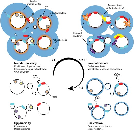Response model of microbial communities to water events in hyperarid desert soils.