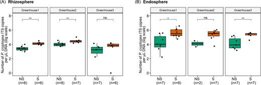 Number of P. cryptogea ITS copies per µl DNA (log scale) present in roots of nonsymptomatic (NS) and symptomatic (S) plants, for both the rhizosphere (A) and root endosphere (B). Results are presented for the three greenhouses separately. The lower, middle and upper lines of the boxplots correspond to the first quartile, median and third quartile, respectively, while the whiskers represent the range from the minimum to the maximum. Data points represent the different replicates (number provided between brackets). Significant differences between symptomatic and nonsymptomatic plants are shown by one or more asterisks (P > .05 (ns), P ≤ .05 (*), P ≤ .01 (**), and P ≤ .001 (***)).