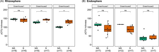 zOTU of bacterial communities of the rhizosphere (A) and root endosphere (B) of lettuce plants collected at three hydroponic lettuce greenhouses for both nonsymptomatic (NS) and symptomatic (S) plants. Results are presented for the three greenhouses separately. The lower, middle and upper lines of the boxplots correspond to the first quartile, median and third quartile, respectively, while the whiskers represent the range from the minimum to the maximum. Data points represent the different replicates (number provided between brackets). Significant differences between symptomatic and nonsymptomatic plants are indicated by one or more asterisks (P > .05 (ns), P ≤ .05 (*), and P ≤ .01 (**)).