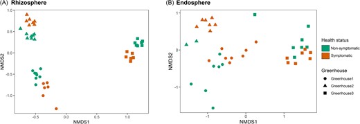 NMDS ordination plots based on relative abundance data of the bacterial communities in the rhizosphere (stress = 0.07) (A) and endosphere (stress = 0.11) (B) of lettuce root samples taken at three hydroponic lettuce greenhouses. Samples were taken from both nonsymptomatic and symptomatic plants. The closer two data points, the more similar the bacterial communities are.