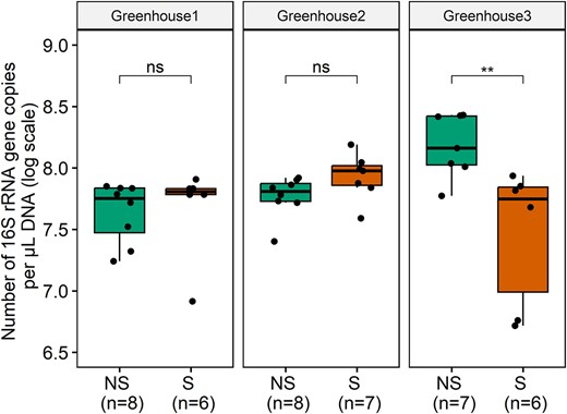 Number of 16S rRNA gene copies per µl DNA (log scale) present in roots of nonsymptomatic (NS) and symptomatic (S) lettuce plants, collected at three hydroponic lettuce greenhouses, for the rhizosphere. Results are presented for the three greenhouses separately. The lower, middle and upper lines of the boxplots correspond to the first quartile, median and third quartile, respectively, while the whiskers represent the range from the minimum to the maximum. Data points represent the different replicates (number provided between brackets). Significant differences are indicated with one or more asterisks (P > .05 (ns), P ≤ .05 (*), P ≤ .01 (**), and P ≤ .001 (***)).