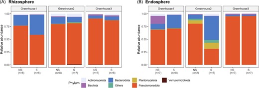 Phylum composition in the rhizosphere (A) and endosphere (B) of nonsymptomatic (NS) and symptomatic (S) lettuce plants collected at three hydroponic lettuce greenhouses. Results are presented for the three greenhouses separately. The number of replicates included is given between brackets.