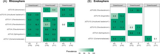 Summary of the relative abundance and prevalence of the zOTUs, which are differentially abundant between nonsymptomatic (NS) and symptomatic (S) plants according to the combined results of the DESeq2, EdgeR, and LEfSe analyses and with an overall relative abundance of ≥ 5% for at least one greenhouse and symptomatic/nonsymptomatic plants. Results are presented for the three greenhouses separately for both the rhizosphere (A) and the endosphere (B). For each zOTU, the relative abundance is given as a number (%), while the color represents prevalence (i.e. fraction of samples in which the zOTU was present; white is absent). The number of replicates included is given between brackets. zOTUs are identified by a BLAST search against type materials in GenBank. When no significant similarity was found with type materials (< 97%), the BLAST analysis was performed against the entire GenBank (indicated with an asterisk). Identifications were performed at genus level; when identical scores were obtained for different genera, identifications were performed at family level.