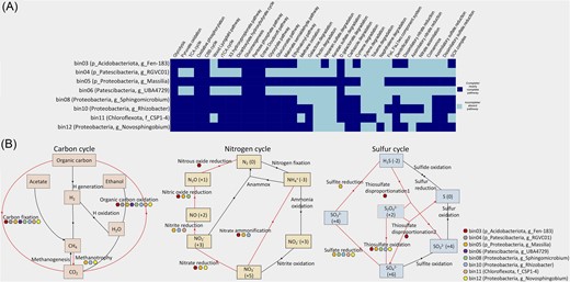 Functional analysis of eight recovered MAGs using METABOLIC v4.0 tool. (A) Heatmap representation of the selected metabolic functions in each MAG according to the KEGG module, where the dark-blue box indicates a complete or nearly complete pathway and the light-blue box indicates an incomplete or absent pathway. A nearly complete pathway indicates the presence of most of the steps in the metabolic pathway, as inferred from the detection of annotated proteins. Role of different bacterial MAGs or taxa in (B) carbon, nitrogen, and sulphur cycling in the glacial ecosystem based on the presence and absence of genes given by KEGG module step hit. The coloured boxes represent individual MAGs, red-coloured line indicates the presence, while black-coloured line indicates an absence or an incomplete pathway.