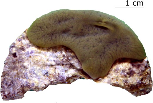 Fragment of Chondrilla sp. used in the present study.