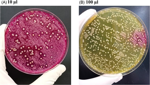 Mannitol salt agar plates in which 10 µL (A) and 100 µL (B) of the nasal swab suspensions of AD child 1 were inoculated. In (A), the larger colonies with inhibition zones around them were mannitol fermenters and they were subsequently identified as methicillin-resistant Staphylococcus aureus. The other colonies were identified as Staphylococcus epidermidis and Corynebacterium propinquum. On the 100 µL plate (B), as there is a larger amount of Staphylococcus aureus colonies, a drastic reduction in the amount of the smaller colonies is observed.
