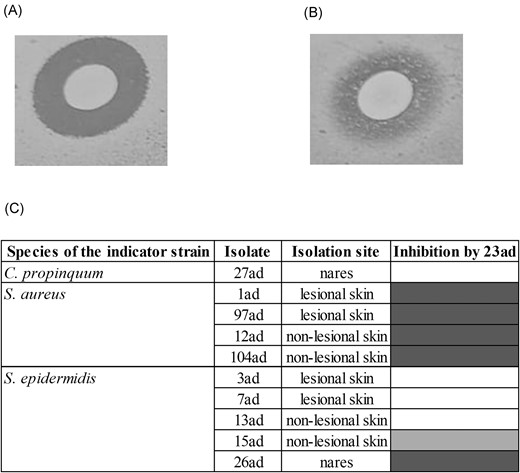 Spectrum of action of the AMS produced by MRSA 23ad against colonies of the AD child 1. (A) Inhibition of S. aureus 97ad; (B) Partial inhibition of Staphylococcus epidermidis 3ad; (C) Heat map of the spectrum of action of 23ad against 10 colonies. Distance border colony to border inhibition zone: no inhibition 1–5 mm 6–10 mm.