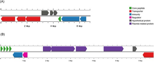Genetic organization of bacteriocin genes clusters in Staphylococcus epidermidis 84 (SE84) and Staphylococcus aureus 23ad (SA23). (A) SE84–Cluster includes the gene encoding epidermicin NI01 variant (green arrow), transporters (red arrows), putative immunity proteins (blue arrow) and hypothetical protein (gray arrows). (B) SA23–Cluster of aureocin 4181 includes the four core peptides (green arrows), blue immunity protein (blue arrow), regulatory protein (pink arrow), partial transporter (red arrow). The unusual gene cluster organization reveals four plasmid-related genes (purple arrows) and a hypothetical protein (gray arrow).