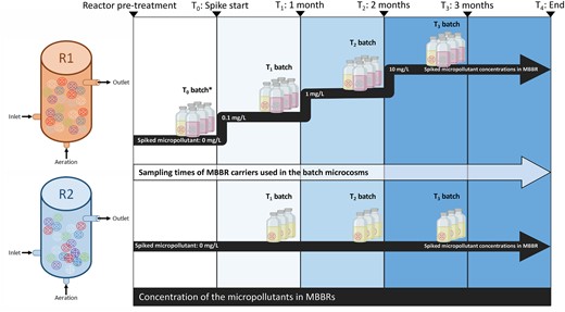Experimental design of the study. Two MBBRs R1 (spiked) and R2 (unspiked control) were continuously supplied with wastewater. The wastewater supplied to R1 was spiked with a mix of five micropollutants in monthly increasing concentrations; from 0.1 mg L−1 to 10 mg L−1 (held for two months). Whereas R2 acted as the control receiving the wastewater unspiked. Each month carriers from R1 and R2 were sampled for 1) Total RNA analysis and 2) inoculation in batch cultures. The batch cultures were conducted in serum bottles in triplicate, which contained a mix of micropollutants at 10 mg L−1 of each. The yellow bottles represent the treatments inoculated with biofilm carriers housing active microbiomes, and the pink bottles represent the treatment where biofilm carriers were sterilized (controls). *T0 batch microcosms were created using carriers taken from the pre-treatment reactors immediately prior to all the carriers being distributed evenly between the two reactors R1 and R2.