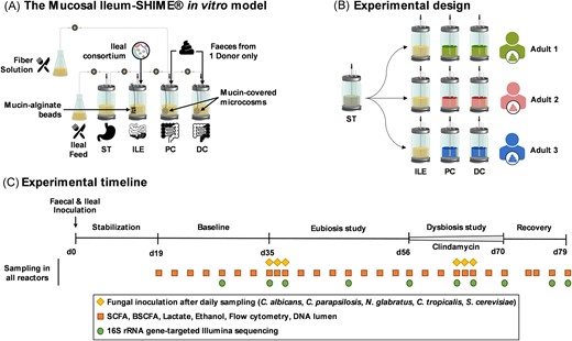 Schematic representation of the Mucosal Ileum-SHIME® in vitro model (A), the experimental design (B), and the experimental timeline (C). ST = stomach; ILE = ileum; PC = proximal colon; DC = distal colon; SHIME® = Simulator of the Human Intestinal Microbial Ecosystem; d = day; SCFA = short-chain fatty acid; and BSCFA = branched short-chain fatty acid.