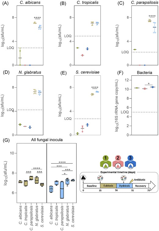 Candida albicans (A), C. tropicalis (B), C. parapsilosis (C), N. glabratus (D), S. cerevisiae (E), and total bacteria concentrations (F) in the faecal samples from donor 1, 2, or 3, and in the fungal inocula used during the eubiosis study at days 35–37 and the dysbiosis study at days 63–65 (G). Box plots are box and whiskers showing minimum and maximum values. Significant differences were assessed using Mann–Whitney tests for comparisons between the fungal inocula used in the two study periods, Kruskal–Wallis tests with Dunn’s multiple comparisons for differences between fungal species within inocula, and Kruskal–Wallis tests with Dunn’s multiple comparisons for total bacteria concentrations between the three faecal samples. Significant differences are marked with asterisks (*P < .05, **P < .01, ***P < .001, and ****P < .0001).