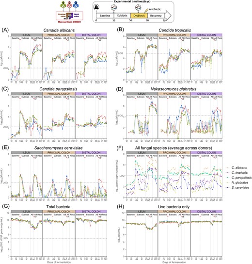 Candida albicans (A), C. tropicalis (B), C. parapsilosis (C), N. glabratus (D), S. cerevisiae (E), and total bacteria concentrations (G) measured by qPCR (n = 3) (A) and total live bacteria concentrations measured by flow cytometry (n = 1) (H) in the ileum, and the proximal and distal colon compartments inoculated at day 0 with the faecal samples from donor 1, 2, or 3. The fungal species values were corrected with flow cytometry data obtained on their respective pure overnight culture, hence resulting in cell counts instead of gene copy counts. The uncorrected average values across the three donors for each intestinal region and each species is also provided (F). Samples were collected during the baseline period (d19–d35), during the eubiosis study (d36–d56) following the fungal inoculations for three consecutive days (d35–d37), during the first week of clindamycin treatment (d56–d63; AB = antibiotic), during the second week of clindamycin treatment (d63–d70; AB+F = antibiotic with fungal reinoculation), which started with the reinoculation of the fungal species for three consecutive days (d63–d65), and during the recovery period (d70–d79; Reco = recovery). The fungal (re-) inoculations are indicated by an horizontal line. The limit of quantification (= LOQ) is indicated by an horizontal dotted line.
