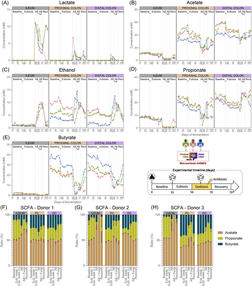 Lactate (A), acetate (B), ethanol (C), propionate (D), butyrate concentrations (E) (n = 1), and SCFAs ratios (mean ± standard deviation) (F–H) in the ileum, and the proximal and distal colon compartments inoculated at day 0 with the faecal samples from donor 1, 2, or 3. Samples were collected during the baseline period (d19–d35), during the eubiosis study (d36–d56, Eub = eubiosis) following the fungal inoculations for three consecutive days (d35–d37), during the first week of clindamycin treatment (d56–d63; AB = antibiotic), during the second week of clindamycin treatment (d63–d70; AB+F = antibiotic with fungal reinoculation), which started with the reinoculation of the fungal species for three consecutive days (d63–d65), and during the recovery period (d70–d79; Reco = recovery). The fungal (re-) inoculations are indicated by an horizontal line. PC = proximal colon; DC = distal colon.