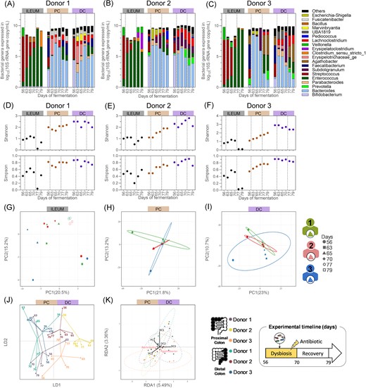 Quantitative microbiome profiling from the ileum inoculated with a bacterial consortium, from the proximal colonic, and distal colonic compartments inoculated with faecal inoculum of donor 1 (A), 2 (B), or 3 (C), and their resulting bacterial α-diversity indexes (D–F) and β-diversity (G–K), from samples collected during the antibiotic treatment and the recovery periods. (A–F) The left dotted lines separate the end of the eubiosis period from the antibiotic treatment during which the five fungal species were reintroduced in the bioreactors (d63–d65), and the right dotted lines the end of the antibiotic treatment and the start of the recovery period. (A–C) Each bar represents the total bacteria concentration in the sample, whereas the colours represent the proportion of each bacterial genera. Gut bacteriome β-diversity based on OTU relative abundances and analysed through separated PCA for all ileum (G), proximal (H), and distal (I) colon compartments, and through DAPC (J) and RDA (K) for all colon compartments only. PC = proximal colon; DC = distal colon; DAPC = discriminant analysis of principal component; LD = linear discriminant; RDA = redundancy analysis; PCA = principal component analysis; and PC (x- and y-axis of PCA plot) = principal component.