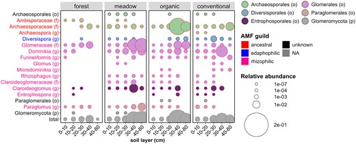 The proportions of different AMF taxa belonging to Glomeromycota phylum out of all fungi in the five soil layers of the four treatments. In the bubble chart, AMF genera or higher taxonomic level is indicated on the y axis, soil layer in the x axis and treatments are separated by facets. The color of the bubble indicates fungal order or higher taxonomic rank if order level identification was not available, and the size of the bubble indicates proportion. Font color in the y axis indicates AMF guild. Characters in parentheses: phylum (p), family (f), order (o), or genus (g).