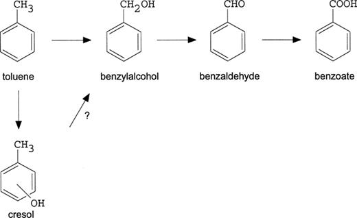 Initial steps in two proposed pathways for toluene metabolism in LET-13: an oxidation of the methyl group (upper branch) and an oxidation of the aromatic ring (lower branch).
