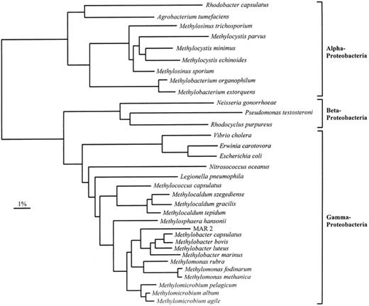 A phylogenetic tree of the 16S rRNA sequences from methanotrophs, methylotrophs and other representative bacteria belonging to the α, β, and γ subdivisions of the Proteobacteria. MAR 2 is a marine methanotroph isolate. The dendrogram shows the results from analysis using DNADIST, and the bar represents 1% sequences divergence, as determined by measuring the lengths of the horizontal lines connecting any two species.