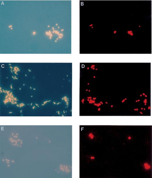 Epifluorescence photomicrographs of DAPI stained cells (left) and the corresponding in situ hybridisation with Cy3 labelled 16S rDNA probes (right). Photomicrographs represent the same field of view. (A and B) Methylococcus capsulatus (Bath) and Methylocystis parvus (OBBP) mixed culture. In situ hybridisation with a type I methanotroph specific probe (MG-64), highlighting detection of the Methylococcus cells and not Methylocystis cells. (C and D) Environmental soil enrichment of methanotrophs. In situ hybridisation with the MG-64 type I methanotroph specific probe. (E and F) Methylococcus capsulatus (Bath) and Methylocystis parvus (OBBP) mixed culture. In situ hybridisation with a Methylococcus genus specific probe (MC-1020), specifically detecting Methylococcus cells and not Methylocystis cells.