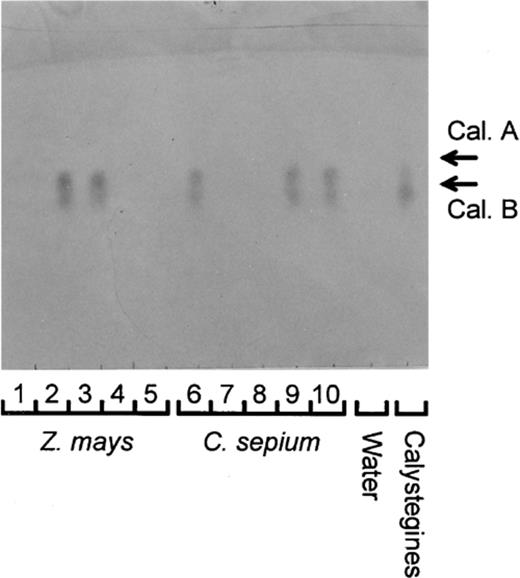 Thin-layer chromatogram for determination of calystegines in the calystegine degradation bioassay. Calystegines (Cal. A and Cal. B) are seen in the calystegine control and in the bioassay carried out with root samples 2, 3 (Z. mays) and 6, 9, 10 (C. sepium). As control, the bioassay was done also without the addition of calystegines (‘Water’). Root samples 1, 4, 5 (Z. mays) and 7, 8 (C. sepium) were scored as MCD as no calystegines were seen.