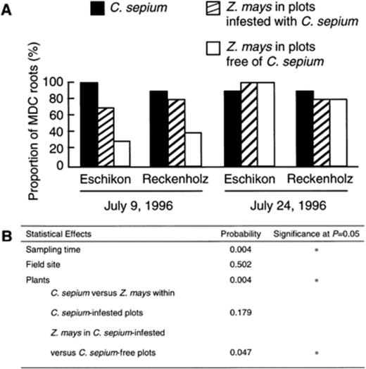 Proportion (%) of MCD roots of Z. mays and C. sepium in field experiments carried out at Eschikon and at Reckenholz (A). Z. mays was sampled from plots infested with C. sepium and from plots without bindweed. The statistical effect of the experimental factors were studied by Kruskal-Wallis and Mann-Whitney U statistics (B).