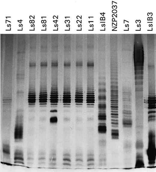 Silver stained lipopolysaccharide electrophoretic profiles from the Bradyrhizobium (Lotus) strains studied on a 15% polyacrylamide gel.
