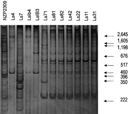 Genomic fingerprints from whole cell lysates of Bradyrhizobium sp. (Lotus) strains. DNA amplification and electrophoresis conditions were as described in Section 2.