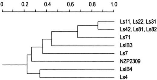 Dendrogram constructed with the data from Fig. 2. The gel was analyzed by densitometry and the bands whose areas were greater than 5% of the whole lane area were used for constructing a presence–absence matrix. The similarities were calculated using the Jaccard's coefficient, and the clustering was done by using the unweighted pair group method. All calculations were done by using the MVSP (Warren W. Kovach, University College of Wales, Aberystwyth, UK) program for multivariate analysis.