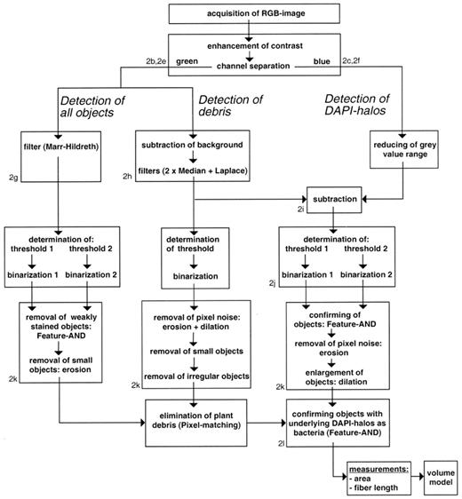 Flow chart of the image processing procedure for the analysis of bacteria. 2a–2l refer to the images presented in Fig. 2.