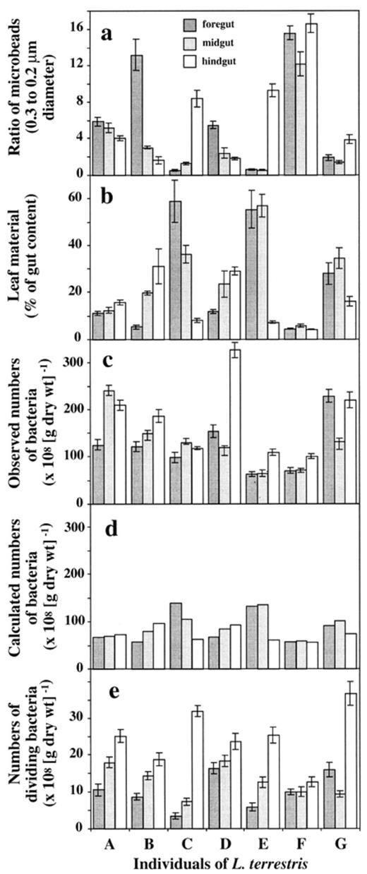 Ratios of microbeads (0.2 and 0.3 μm) (a), the amount of leaf material (b), the determined number of bacteria (c), the theoretically expected numbers of bacteria based on the amount of leaf material (d), and the number of dividing bacteria (e) in the fore-, mid-, and hindgut of seven individuals of L. terrestris (A–G), 24 h after feeding.