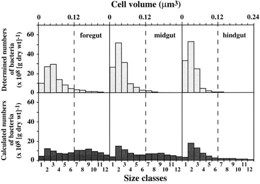 Size distributions of observed and calculated bacteria in fore-, mid-, and hindgut of individual C of L. terrestris. Scales for cell volumes as well as for size classes apply for both observed and calculated numbers of bacteria.
