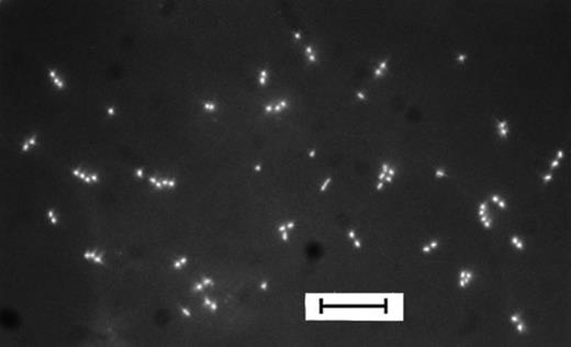 DAPI-stained cells from Zwischenahner Meer (May sample) dividing on a membrane filter which was incubated for 10 days on SF supplied with natural DOC (DOC1–10 kDa). Bar, 10 μm.