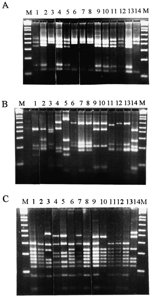 16S-ARDRA analysis. (A) RsaI patterns of the strains: 1, Bacillus subtilis (Marburg); 2, Bacillus thuringiensis (Berl.); 3, Bacillus cereus 4415; 4, Bacillus sp. JG-A30; 5, Bacillus megaterium B5385; 6, Bacillus sp. JG-A22; 7, Bacillus sphaericus 9602; 8, Bacillus sp. JG-A12; 9, Bacillus circulans 2783; 10, Paenibacillus amylolyticus 9995T; 11, Paenibacillus polymixa 3020; 12, Brevibacillus brevis 8246T; 13, Paenibacillus macerans 8244T; 14, Bacillus stearothermophilus 12980T; (B) AluI patterns of the strains: 1, Bacillus subtilis (Marburg); 2, Bacillus thuringiensis (Berl.); 3, Bacillus cereus 4415; 4, Bacillus sp. JG-A30; 5, Bacillus megaterium B5385; 6, Bacillus sp. JG-A22; 7, Bacillus sphaericus 9602; 8, Bacillus sp. JG-A12; 9, Bacillus circulans 2783; 10, Brevibacillus brevis 8246T; 11, Paenibacillus amylolyticus 9995T; 12, Paenibacillus polymixa 3020; 13; Paenibacillus macerans 8244T; 14, Bacillus stearothermophilus 12980T. (C) BstUI patterns of the strains: 1, Bacillus subtilis (Marburg); 2, Bacillus thuringiensis (Berl.); 3, Bacillus cereus 4415; 4, Bacillus sp. JG-A30; 5, Bacillus megaterium B5385; 6, Bacillus sp. JG-A22; 7, Bacillus sphaericus 9602; 8, Bacillus circulans 2783; 9, Bacillus sp. JG-A12; 10, Paenibacillus amylolyticus 9995T; 11, Paenibacillus polymyxa 3020; 12; Paenibacillus macerans 8244T; 13, Brevibacillus brevis 8246T; 14, Bacillus stearothermophilus 12980T.