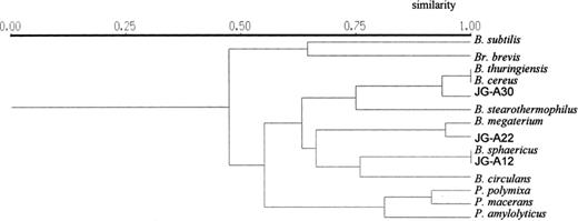 UPGMA dendrogram showing the relationship between the strains studied as determined by 16S-ARDRA with AluI, BstUI, CfoI, DdeI, HaeIII, HinfI, MspI, NdeII, RsaI, and TaqI.