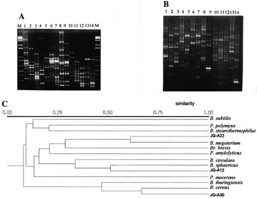 RAPD-PCR analysis. (A) RARD-patterns with the primer AP18 of the strains: 1, Brevibacillus brevis 8246T; 2, Paenibacillus amylolyticus 9995T; 3, Paenibacillus polymyxa 3020; 4, Paenibacillus macerans 8244T; 5, Bacillus circulans 2783; 6, Bacillus sphaericus 9602; 7, Bacillus sp. JG-A12; 8, Bacillus megaterium B5385; 9, Bacillus sp. JG-A22; 10, Bacillus subtilis (Marburg); 11, Bacillus stearothermophilus 12980T; 12, Bacillus sp. JG-A30; 13, Bacillus cereus 4415; 14, Bacillus thuringiensis (Berl.); M, 1-kb DNA ladder (Gibco-BRL). (B) RAPD-patterns with the primer AP19 of the strains: 1, Bacillus subtilis (Marburg); 2, Bacillus sp. JG-A22; 3, Bacillus megaterium B5385; 4, Paenibacillus macerans 8244T; 5, Paenibacillus polymyxa 3020; 6, Paenibacillus amylolyticus 9995T; 7, Bacillus stearothermophilus 12980T; 8, Brevibacillus brevis 8246T; 9, Bacillus circulans 2783; 10, Bacillus thuringiensis (Berl.); 11, Bacillus cereus 4415; 12, Bacillus sp. JG-A30; 13, Bacillus sphaericus 9602; 14, Bacillus sp. JG-A12; M, 1-kb DNA ladder (Gibco-BRL). (C) UPGMA dendrogram derived from the RAPD patterns presented in A and B.