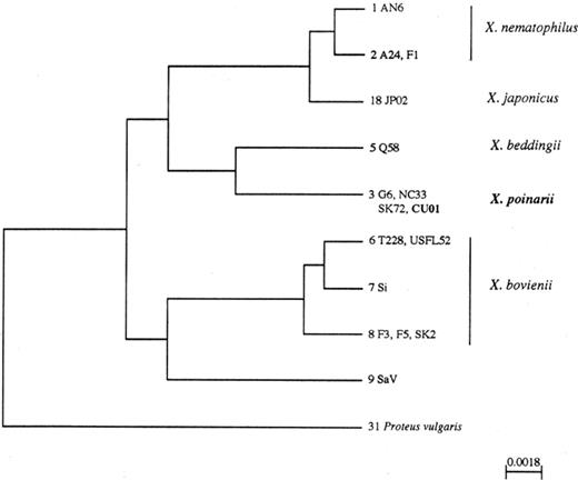 Phylogenetic tree of the Xenorhabdus species inferred from PCR-RFLP analysis of the 16S rDNAs and constructed by the UPGMA method. The genotype number is followed by the name of the strains exhibiting this genotype. Scale bar=substitution per site.