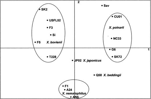 Schematic representation of the strains in the mathematical space defined by the two first components of a factor analysis (see Section 2) using the phenotypic data (only variable characters are retained). Groups corresponding to a Xenorhabdus species are encircled.