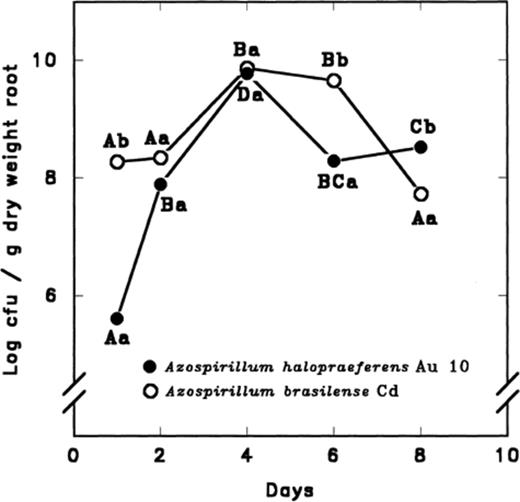 Colonization of black mangrove seedling roots by A. halopraeferens AU10 and A. brasilense Cd in seawater. Each point on each curve, separately, that is denoted by a different letter differs significantly at P≤0.05 using one-way ANOVA. Different lower case letters indicate a significant difference at P≤0.05 between the bacterial species at each sampling time using the Student's t-test. Initial inoculum was 106 cfu ml−1 for each strain.
