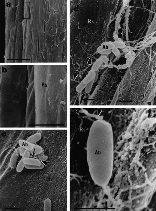 Black mangrove root colonization by A. brasilense Cd, 3 days after inoculation. a: non-inoculated roots. b: Magnification of (a) showing no bacteria on the root surface. c, d: Small colonies exhibit short (c) and long (d) fibrils (arrows). e: A single cell attaches to the root surface by fibrils (arrows). Abbreviations: Ab, A. brasilense Cd; Rs, root surface; Bars represent 100 μm (a), 10 μm (b) and 1 μm (c, d, e).