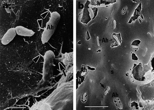 Black mangrove root colonization by A. halopraeferens AU10, 6 days after inoculation. a: Single cells on the root surface connected by short fibrils (arrows). b: Large halos in the sheath surrounding the bacteria. Abbreviation: Ah, A. halopraeferens AU10; s, sheath. Bars represent 1 μm (a) and 5 μm (b).