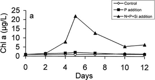 Development of chlorophyll a concentration in the control, P-enriched and (N+P+Si)-enriched microcosms.