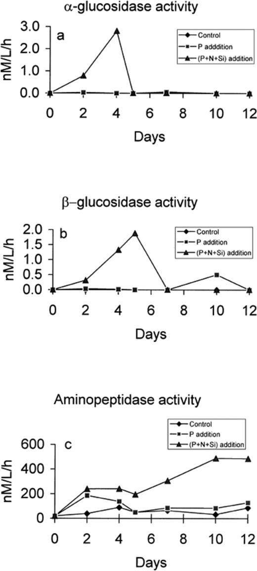 Concentration of α-glucosidase (a), β-glucosidase (b) and aminopeptidase (c) in the control, P-enriched and (N+P+Si)-enriched microcosms.
