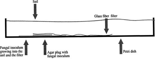 Schematic drawing of the soil microcosm. The fungal inoculum was placed in the bottom of a Petri dish. A pre-wetted glass fiber filter with viscosinamide in the center was placed on top of the agar plug with fungal inoculum. The Petri dish was then filled with soil. See the text for details on incubation and staining of fungal mycelium.