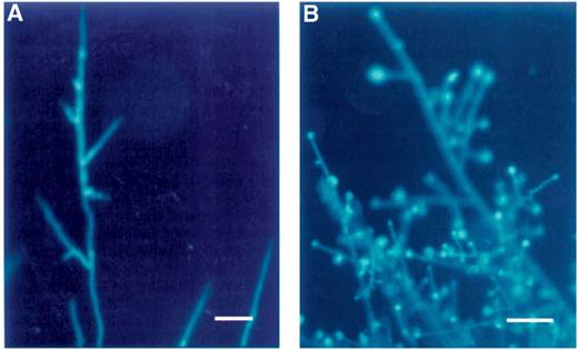 Cell walls and septa of R. solani stained with Calcofluor white. (A) Untreated fungus. The hyphae were straight with few branches. (B) Treated with viscosinamide. The hyphae were highly branched. An UVG365 filter was used for fluorescence microscopy. Bar=40 μm.
