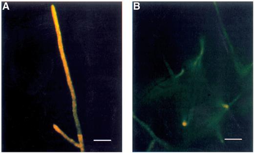 Nile red-stained R. solani hyphae visualized in blue light excitation. (A) Untreated fungus. Intensive yellow fluorescence of the hyphal tips. Very small spots (lipid bodies) are distributed within the hyphae. (B) Treated with viscosinamide. The apical parts of the hyphae show a reduced fluorescence compared to the control. A blue 450–490 filter was used for fluorescence microscopy. Bar=20 μm.