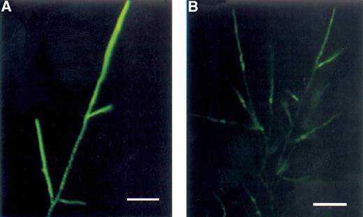 CFDA staining of R. solani for detection of esterase activity. (A) Untreated fungus. A high fluorescence intensity in untreated hyphae indicates a high esterase activity in these actively growing hyphae. A general cytoplasmic staining is seen in the tips whereas the esterase activity or the fluorescent product is retained in interconnected vesicle type structures in the older parts of the hyphae. (B) Treated with viscosinamide. The hyphae show a strongly reduced fluorescence intensity. Light microscopy of the shown hyphae showed no significant difference in the hyphal diameter. The apparent size difference between the hyphae in Fig. 7A and B is due to differences in fluorescence intensity. A blue 450–490 filter was used for fluorescence microscopy. Bar=50 μm.